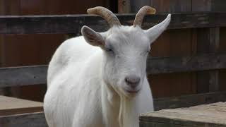 ザーネン　Saanen goat
