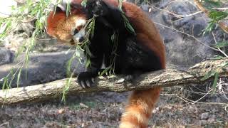 レッサーパンダ の『タオファ』親子 (多摩動物公園) 2019年1月18日