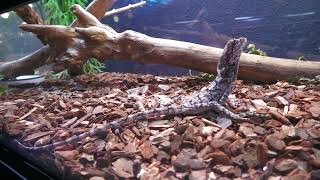 Frilled lizard (DMM Kariyushi Aquarium, Okinawa, Japan) July 29, 2023