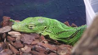 Emerald tree monitor (DMM Kariyushi Aquarium, Okinawa, Japan) July 29, 2023