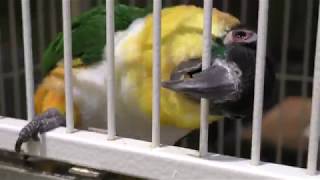 Green-thighed parrot & Black-headed parrot (Torinoiru cafe Yanaka, Tokyo, Japan) Dec. 11, 2018