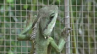 Chinese water dragons (KAMINE ZOO, Ibaraki, Japan) December 4, 2018