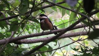 Varied tit (Hyogo, Japan) November 7, 2019