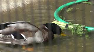 Mallard (Inokashira Park Zoo, Tokyo, Japan) September 9, 2018