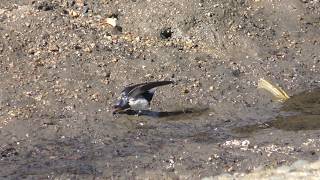 Barn swallow (Miyajima Itsukushima, Hiroshima, Japan) May 20, 2018