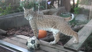 ボブキャット の『ソラ』 (神戸市立王子動物園) 2020年9月28日