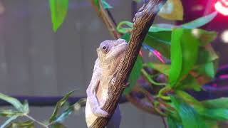 Panther chameleon (DMM Kariyushi Aquarium, Okinawa, Japan) July 29, 2023