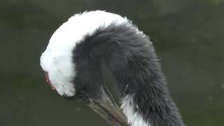 Japanese crane (MISAKI KOEN Amusement Park, Osaka, Japan) December 24, 2018
