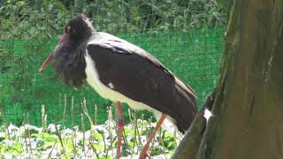 Black stork (Tama Zoological Park, Tokyo, Japan) September 9, 2018