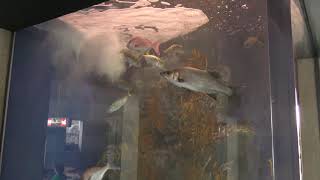 沿岸・沖合の生き物 (栃木県なかがわ水遊園) 2018年12月8日