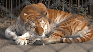 Golden tiger