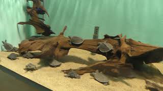 ブタバナガメの子供たち (名古屋港水族館) 2017年11月18日