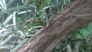 Green grass lizard (KOBE ANIMAL KINGDOM, Hyogo, Japan) February 8, 2019