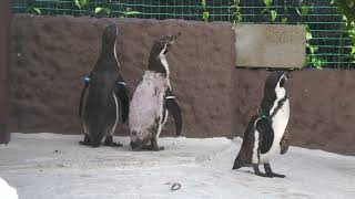 Penguin (TENNOJI ZOO, Osaka, Japan) June 3, 2023