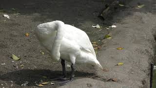 Tundra swan (Inokashira Park Zoo, Tokyo, Japan) September 23, 2017