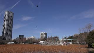 White Pelican (Ueno Zoological Gardens, Tokyo, Japan) January 7, 2018