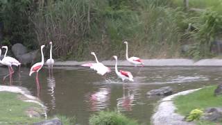 ヨーロッパフラミンゴ (平川動物公園) 2018年7月29日