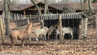 Goat & Sheep (KUJU NATURAL ZOO, Oita, Japan) December 6, 2019