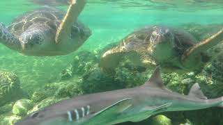 アオウミガメ (八景島シーパラダイス) 2018年7月14日