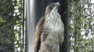 Raptores at Hokkaido animal house (Asahiyama Zoo, Hokkaido, Japan) June 20, 2019