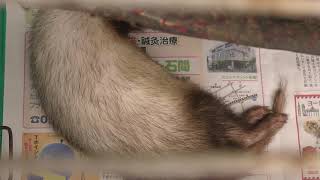 Ferret (Zukeran Poultry farm Mini Mini Zoo, Okinawa, Japan) May 12, 2019