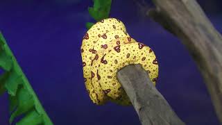 Green tree python (DMM Kariyushi Aquarium, Okinawa, Japan) July 29, 2023