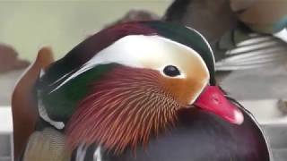 Mandarin duck