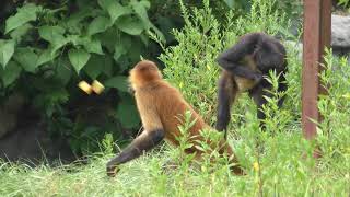 Geoffroy's spider monkey (Shizuoka Municipal Nihondaira Zoo, Shizuoka, Japan) August 5, 2018