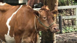 ウシ (埼玉県こども動物自然公園) 2020年9月15日