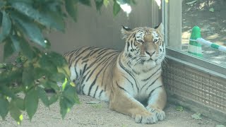 アムールトラ の『レーニャ』 (神戸市立王子動物園) 2020年10月15日