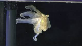 イイダコ (姫路市立水族館) 2019年2月13日