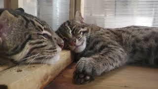 Fishing Cat (TOBA AQUARIUM, Mie, Japan) July 17, 2022