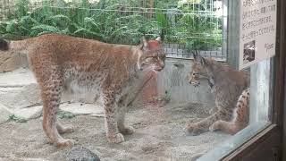 Siberian lynx (Oji Zoo, Hyogo, Japan) October 14, 2021