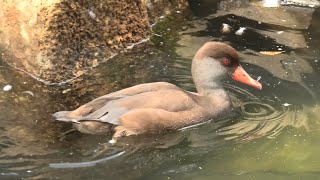 ガン・カモ・ツル ゾーン (千葉市動物公園) 2020年9月17日