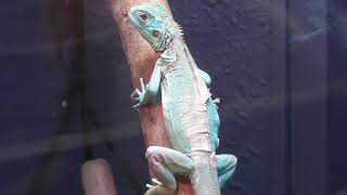 Green iguana (DMM Kariyushi Aquarium, Okinawa, Japan) July 29, 2023