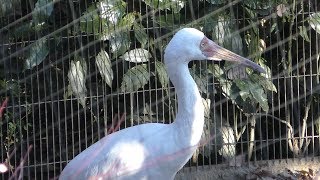 ソデグロヅル (多摩動物公園) 2019年1月18日