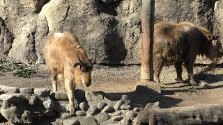 ゴールデンターキン (多摩動物公園) 2019年1月18日