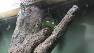 エメラルドツリーボア (東山動植物園) 2021年7月22日