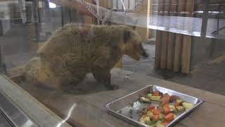 アカハナグマ (円山動物園) 2018年2月12日