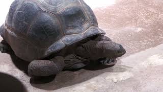 Aldabra giant tortoise (átoa, Hyogo, Japan) October 21, 2022