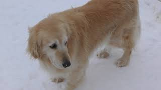 Golden Retriever (Asahiyama Zoo, Hokkaido, Japan) February 11, 2018