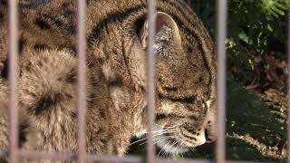 スナドリネコ (東山動植物園) 2017年11月19日