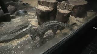 ケープジェネット (東山動植物園) 2021年7月22日