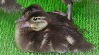 Mandarin duck Chick (KOBE ANIMAL KINGDOM, Hyogo, Japan) July 14, 2023