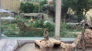 Lion & Meerkat (TOBU ZOO, Saitama, Japan) June 11, 2017