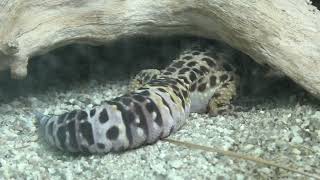 ヒョウモントカゲモドキ と ニシアフリカトカゲモドキ (東山動植物園) 2021年7月22日