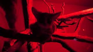 Senegal Bushbaby (KOBE ANIMAL KINGDOM, Hyogo, Japan) July 14, 2023