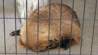 Japanese badger (Shunan City Tokuyama Zoo, Yamaguchi, Japan) May 19, 2018