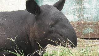 マレーバク の『アルタイル』 (東武動物公園) 2020年9月18日