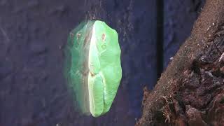 Red-eyed tree frog (DMM Kariyushi Aquarium, Okinawa, Japan) July 29, 2023